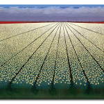 White tulipfields