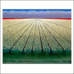 White tulipfields